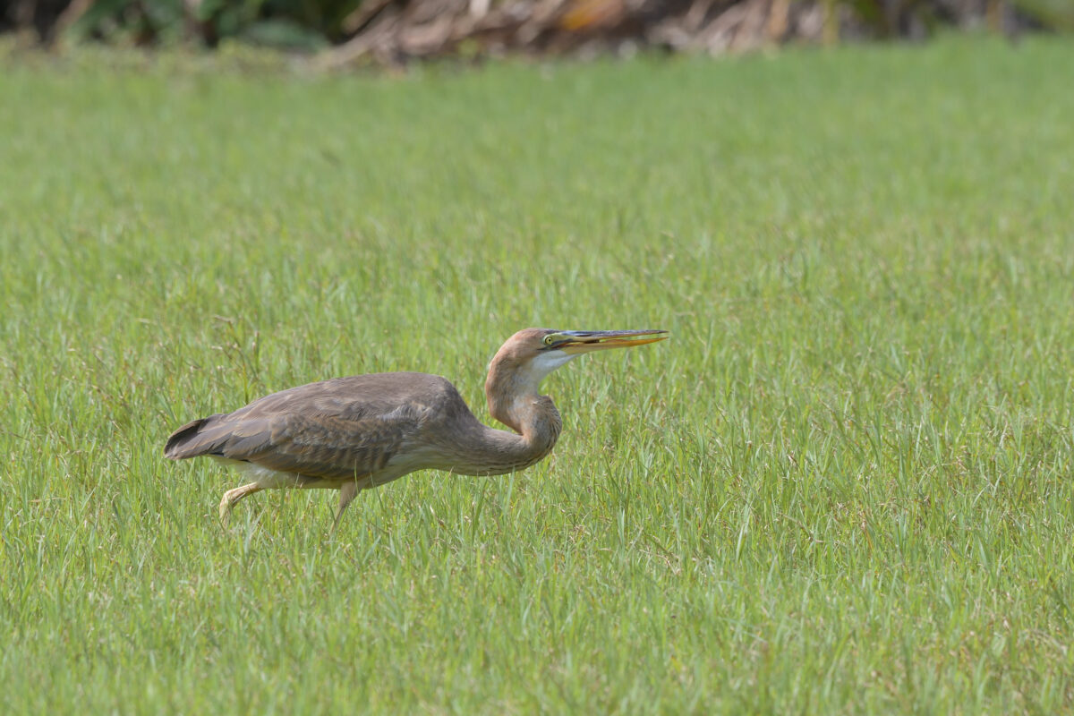 ムラサキサギ
ムラサキサギ若鳥
西表島
古見集落