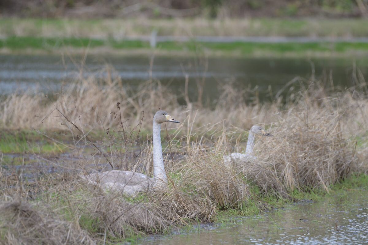 オオハクチョウ幼鳥
オオハクチョウ
西表島
オオホラダ