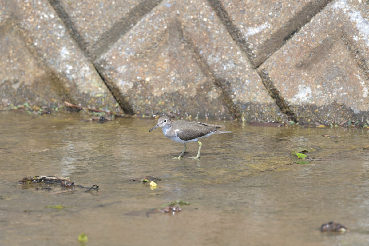 イソシギ
西表島
美原の田んぼ