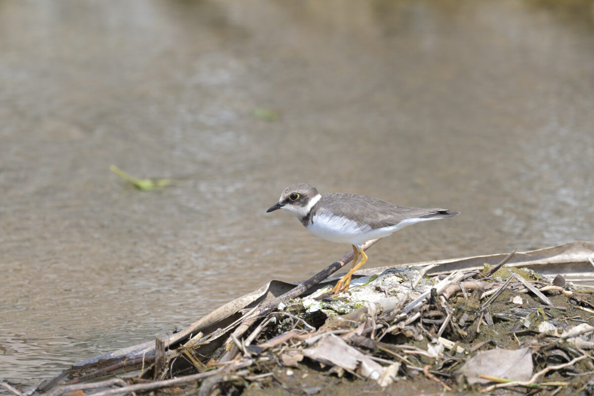 コチドリ
西表島
美原の田んぼ