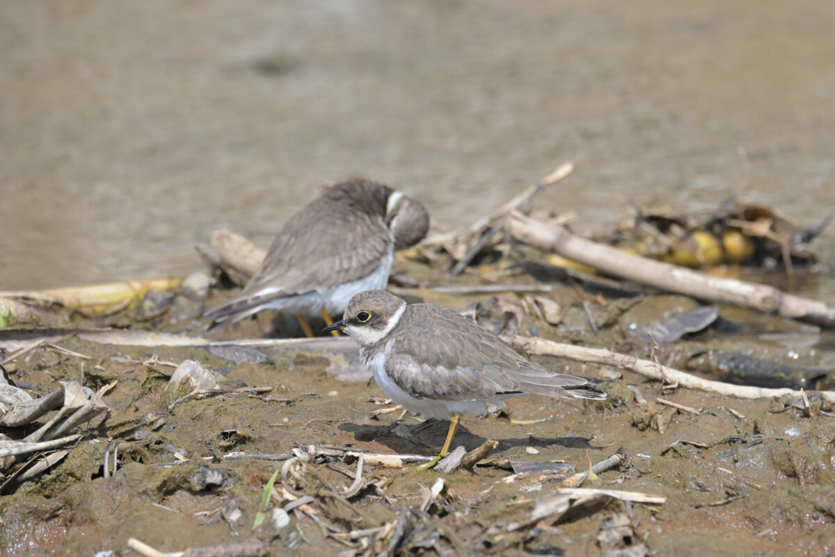 コチドリ
西表島
美原の田んぼ