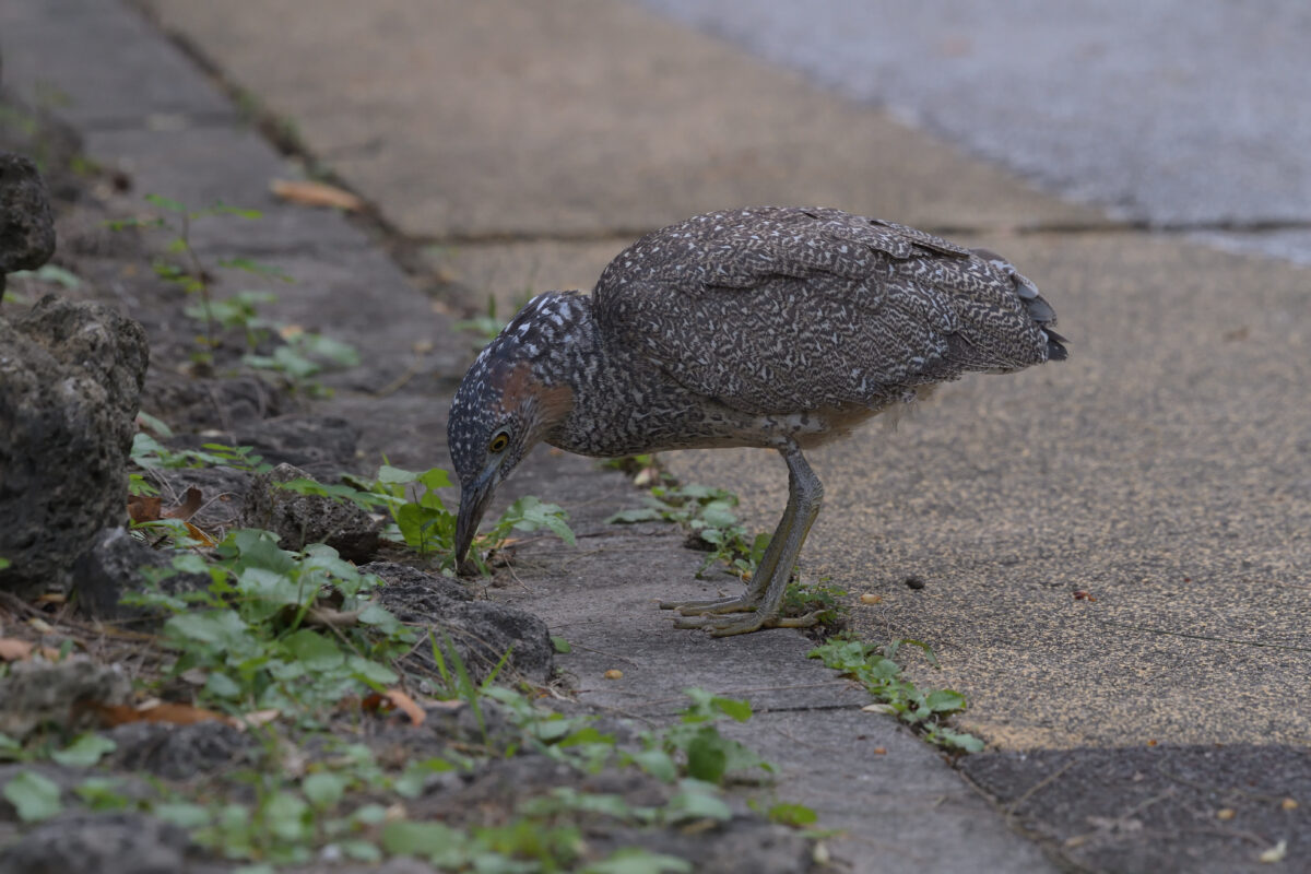 ズグロミゾゴイ
ズグロミゾゴイ幼鳥
西表島
西表島ホテル