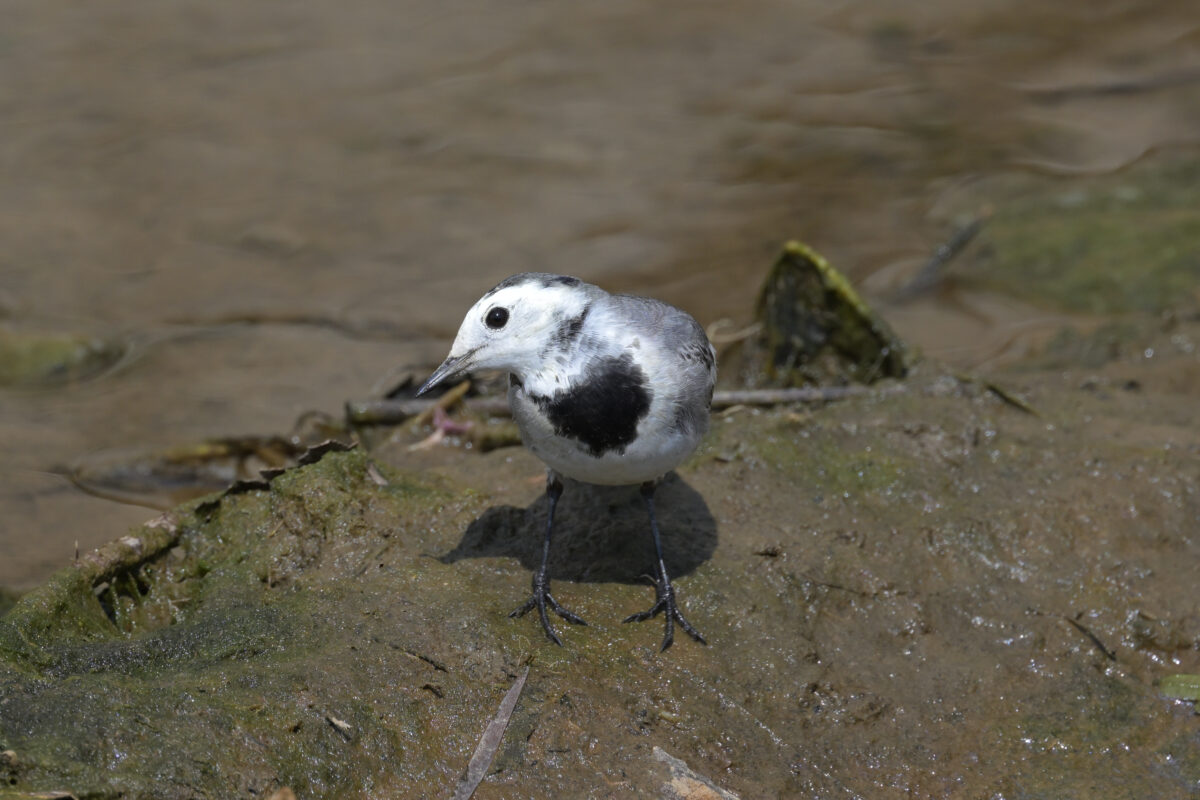 ホオジロハクセキレイ
ホオジロハクセキレイ♀
ホオジロハクセキレイ雌
西表島
美原の田んぼ