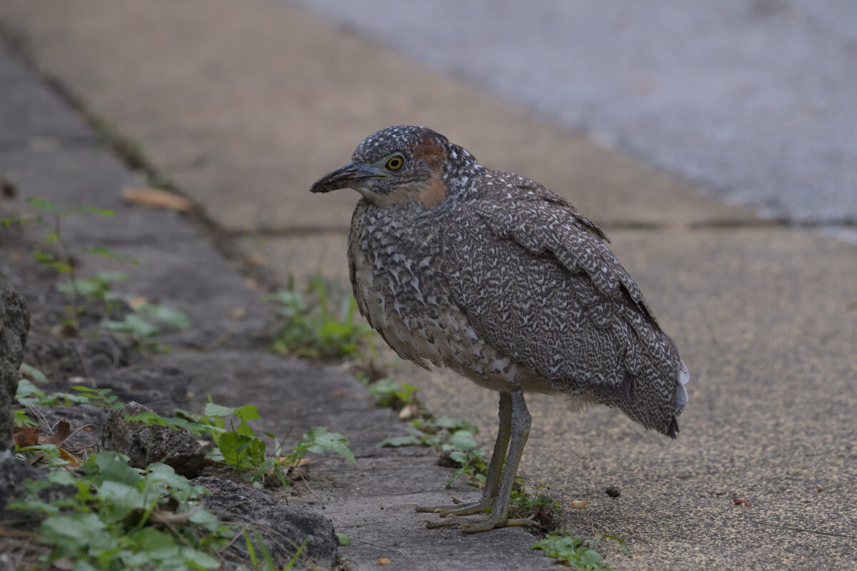ズグロミゾゴイ
ズグロミゾゴイ幼鳥
西表島
西表島ホテル