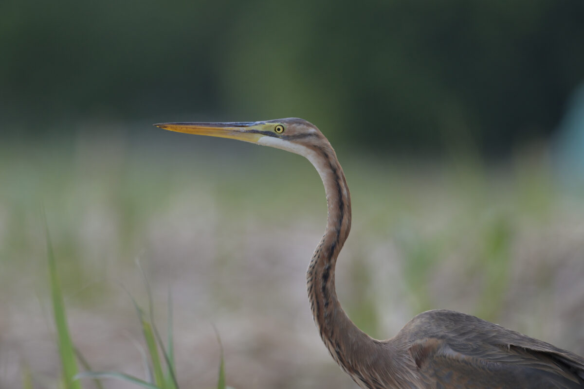 ムラサキサギ
ムラサキサギ若鳥
西表島
古見集落