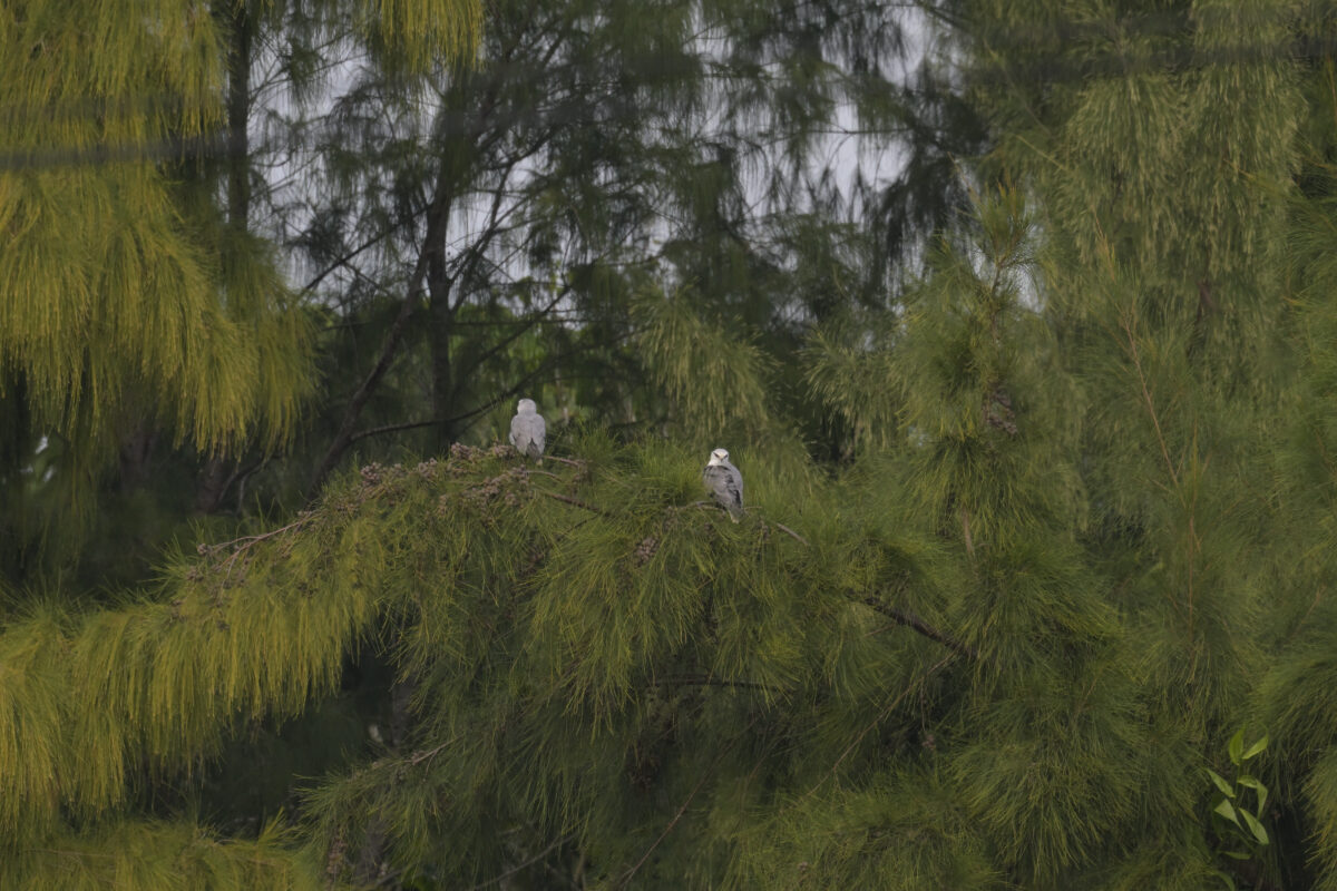 カタグロトビ
カタグロトビのペア
西表島
佐久田