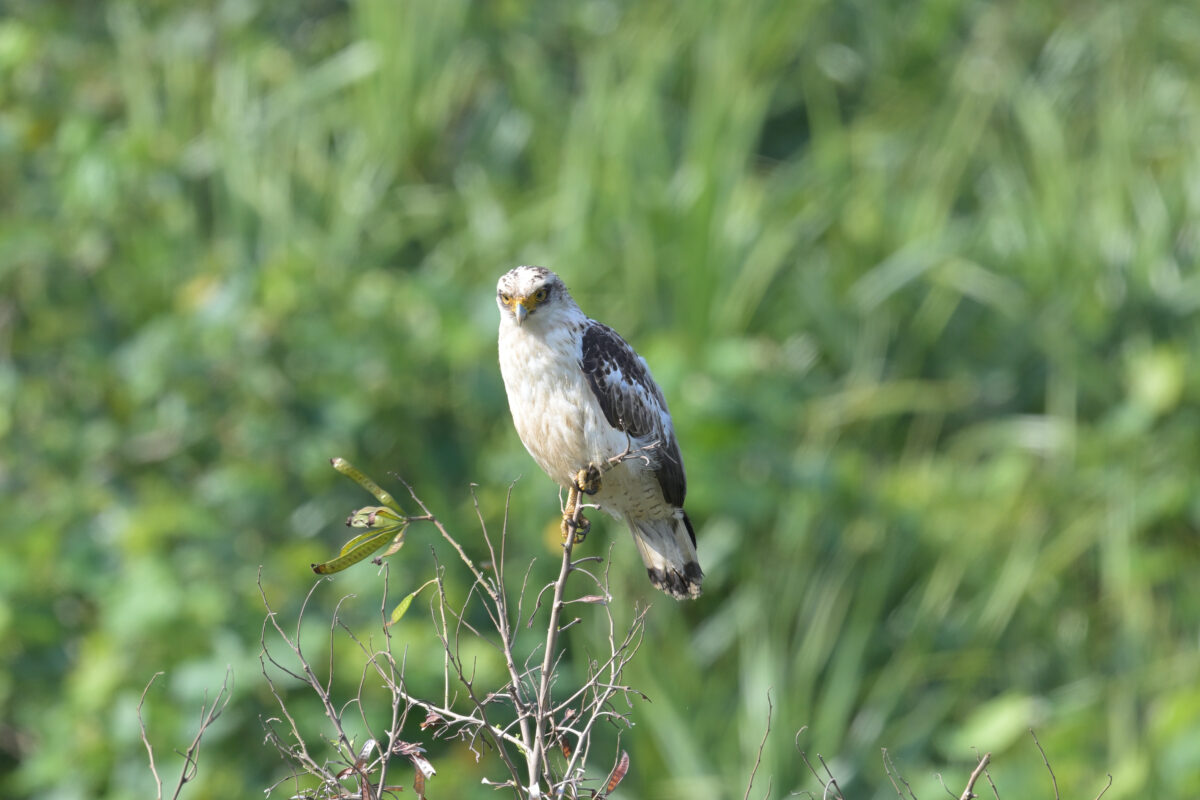 カンムリワシ
カンムリワシ幼鳥
西表島
ホネラ海岸