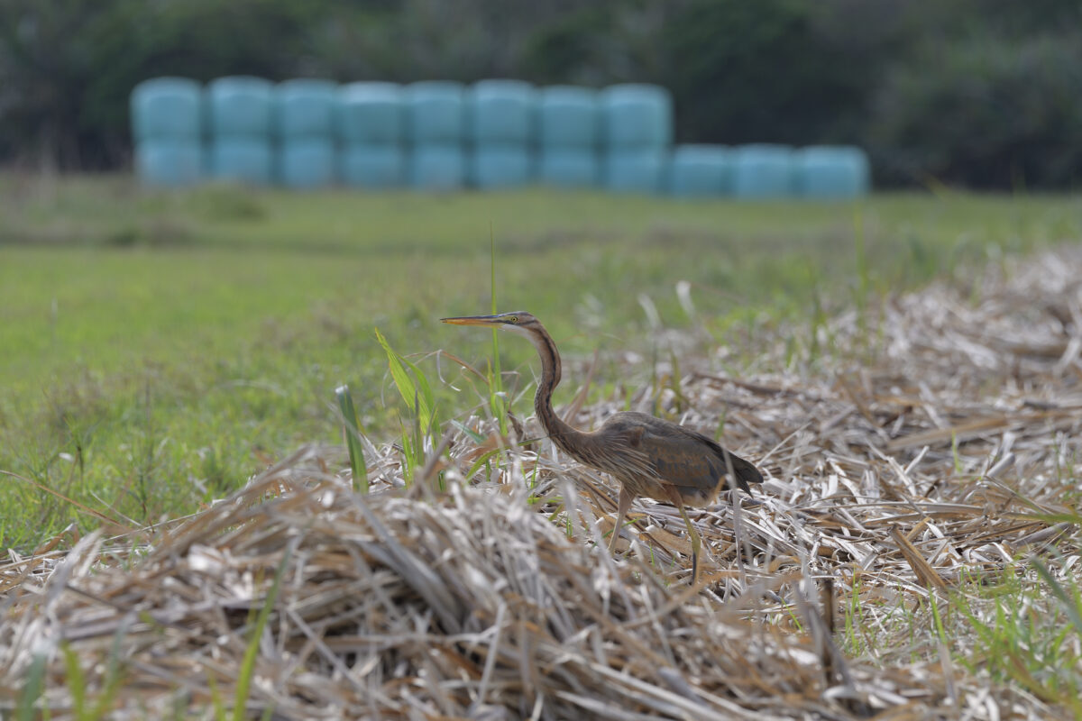 ムラサキサギ
ムラサキサギ若鳥
西表島
古見集落