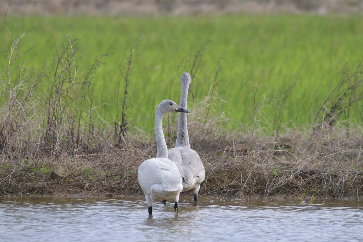 コハクチョウ
コハクチョウ幼鳥
西表島
オオホラダ