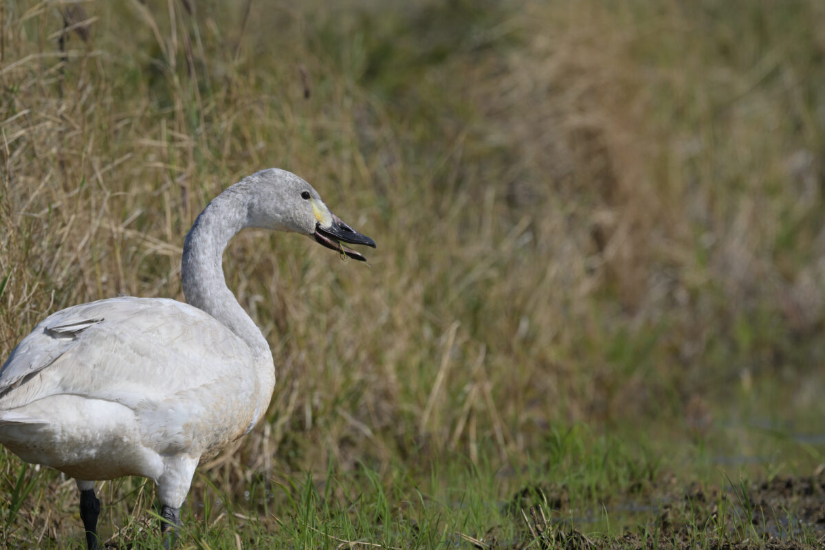 コハクチョウ
コハクチョウ幼鳥
西表島
美原の田んぼ
