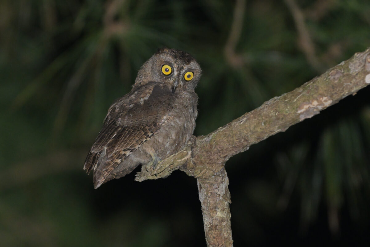 リュウキュウコノハズク幼鳥
リュウキュウコノハズク
西表島
船浦林道