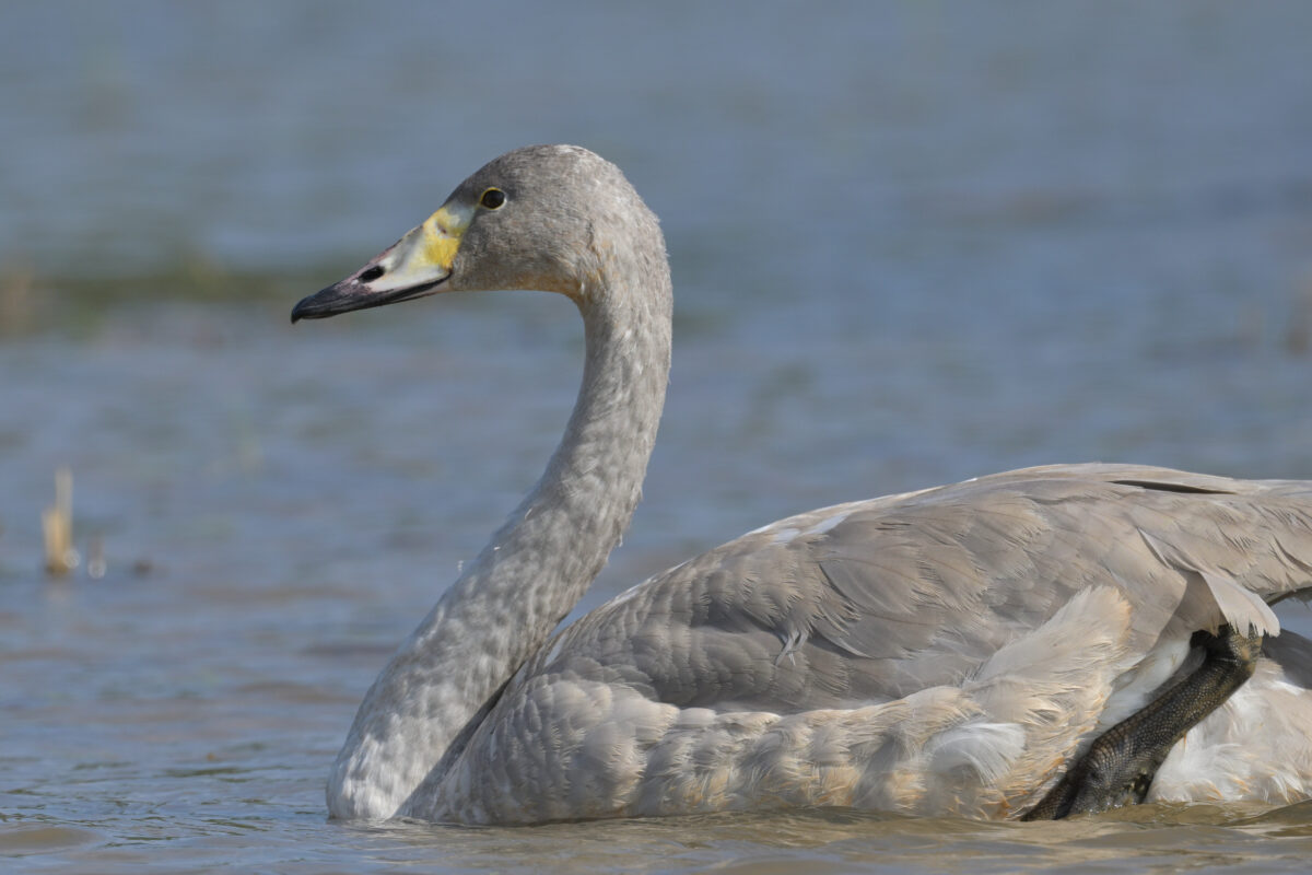 オオハクチョウ
オオハクチョウ幼鳥
西表島
美原の田んぼ