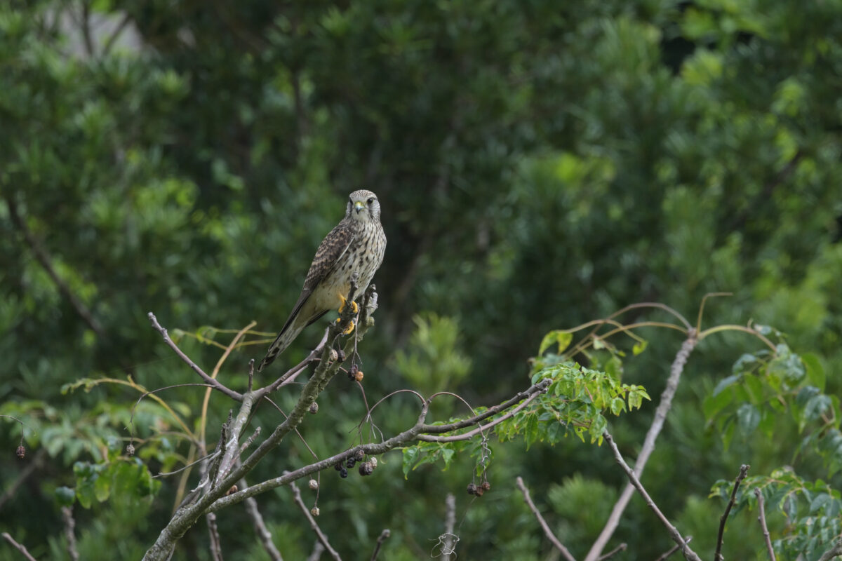 チョウゲンボウ
チョウゲンボウ♀
チョウゲンボウ雌
西表島
古見集落