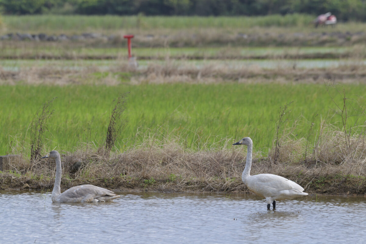 コハクチョウ
コハクチョウ幼鳥
オオハクチョウ
オオハクチョウ幼鳥
西表島
オオホラダ