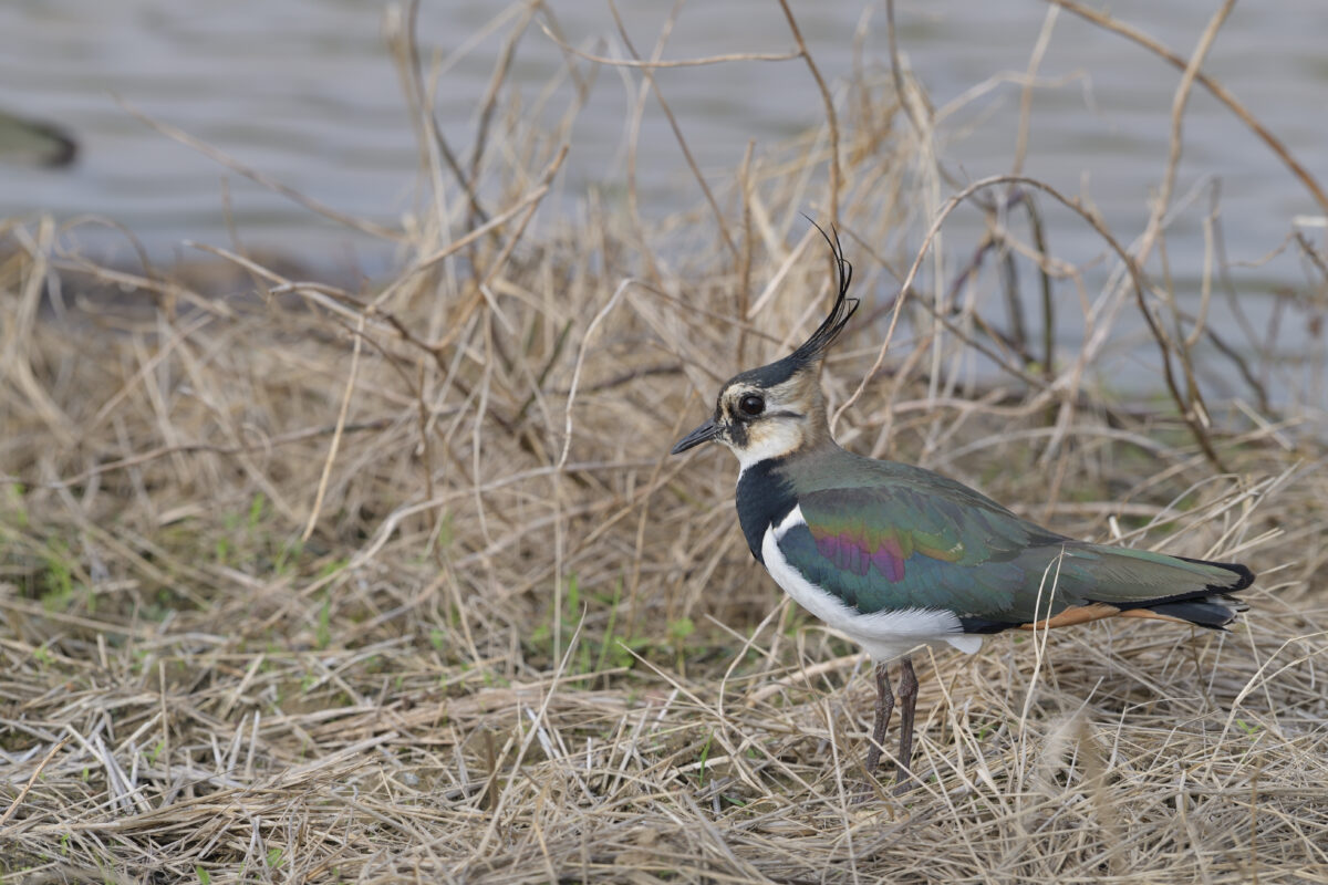 タゲリ
西表島
オオホラダ

