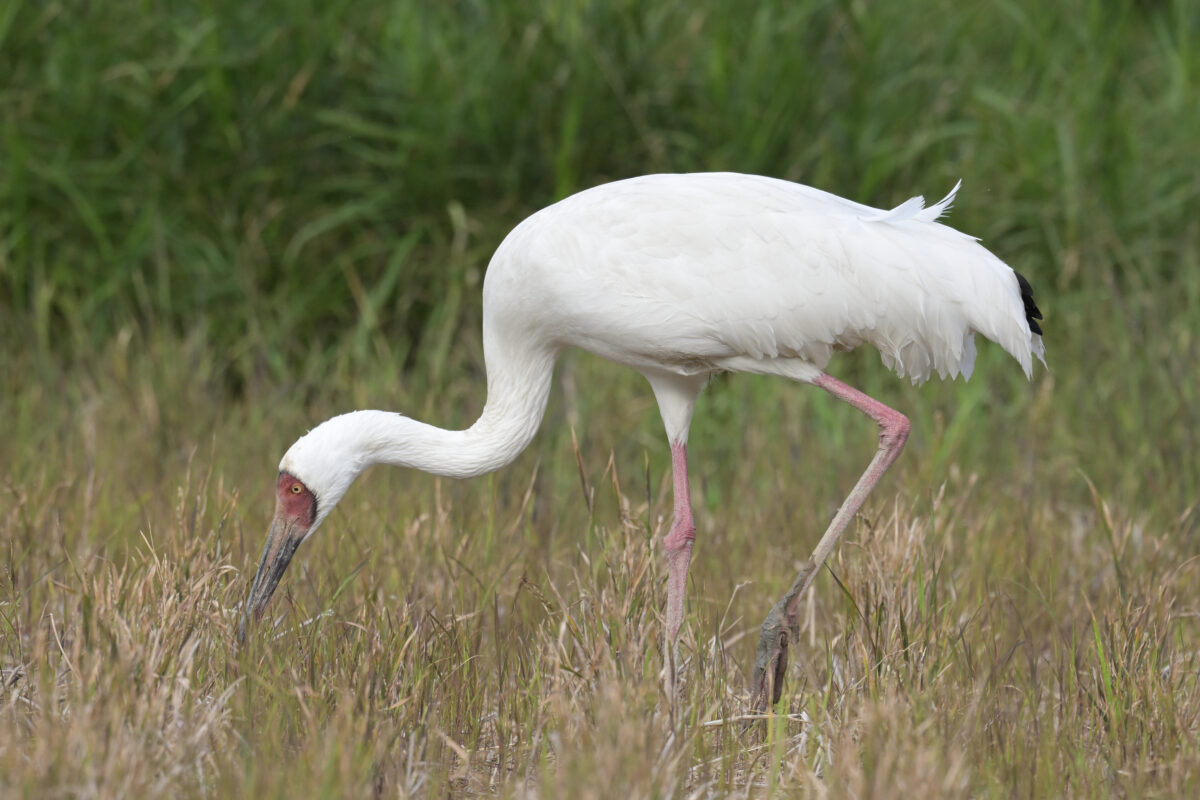 ソデグロヅル
西表島
ミダラの田んぼ