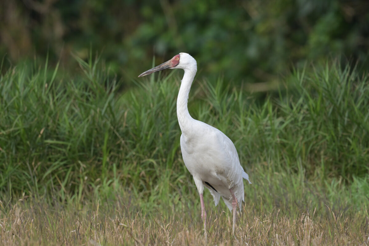 ソデグロヅル
西表島
ミダラの田んぼ