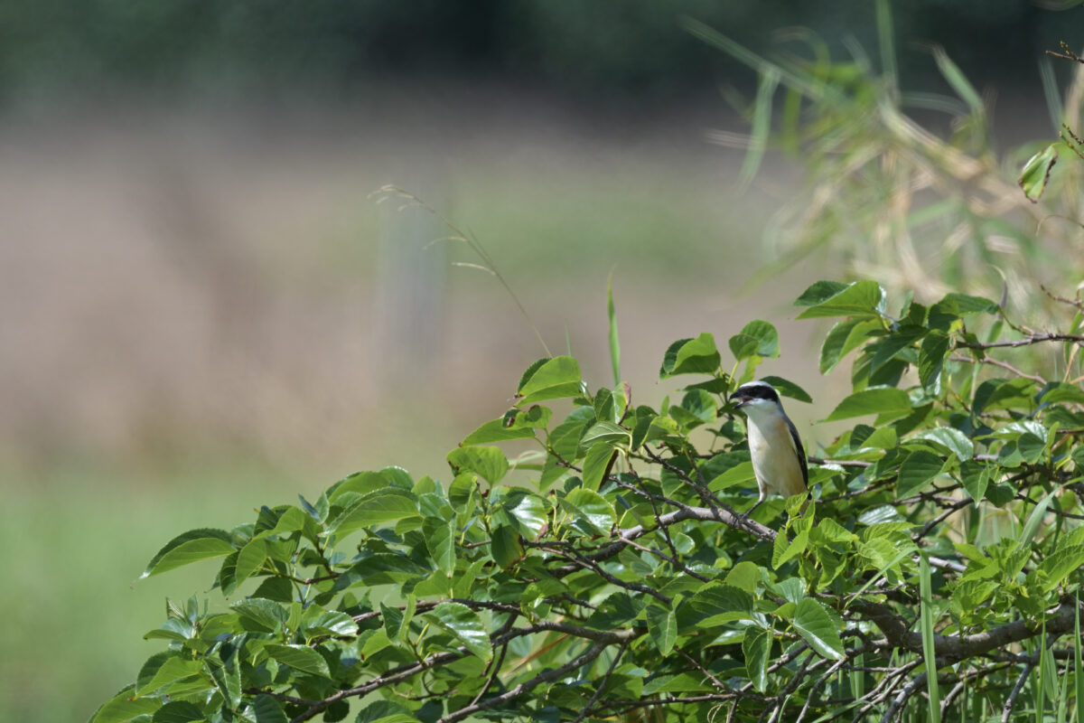 タカサゴモズ
西表島
住吉牧場