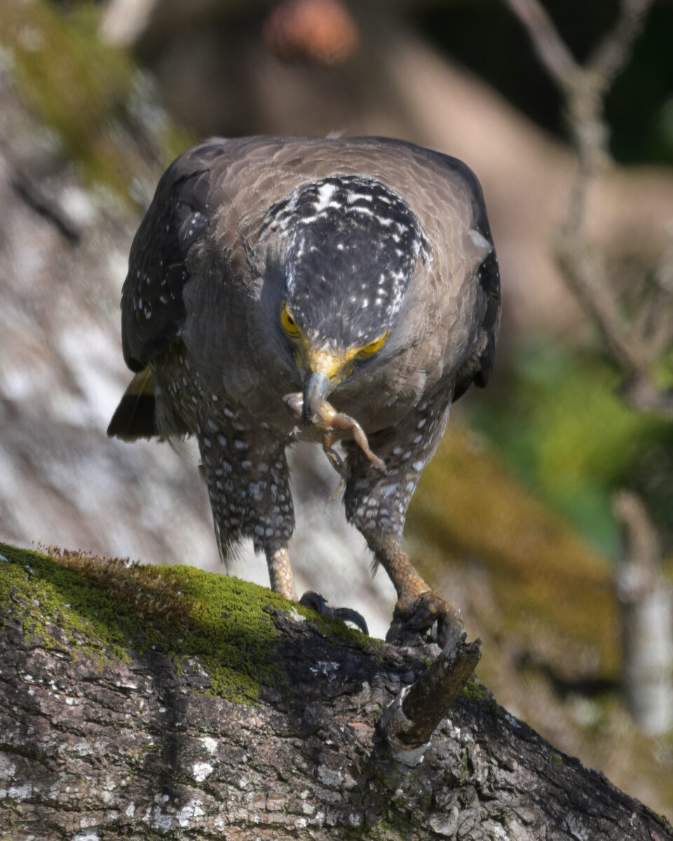 カンムリワシ
カエルを食べるカンムリワシ
西表島
ミダラの田んぼ