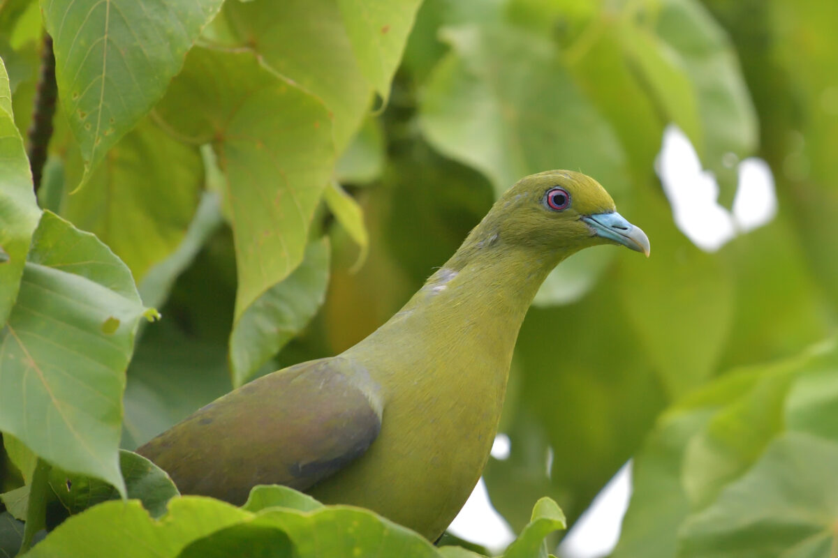チュウダイズアカアオバト
西表島
白浜林道