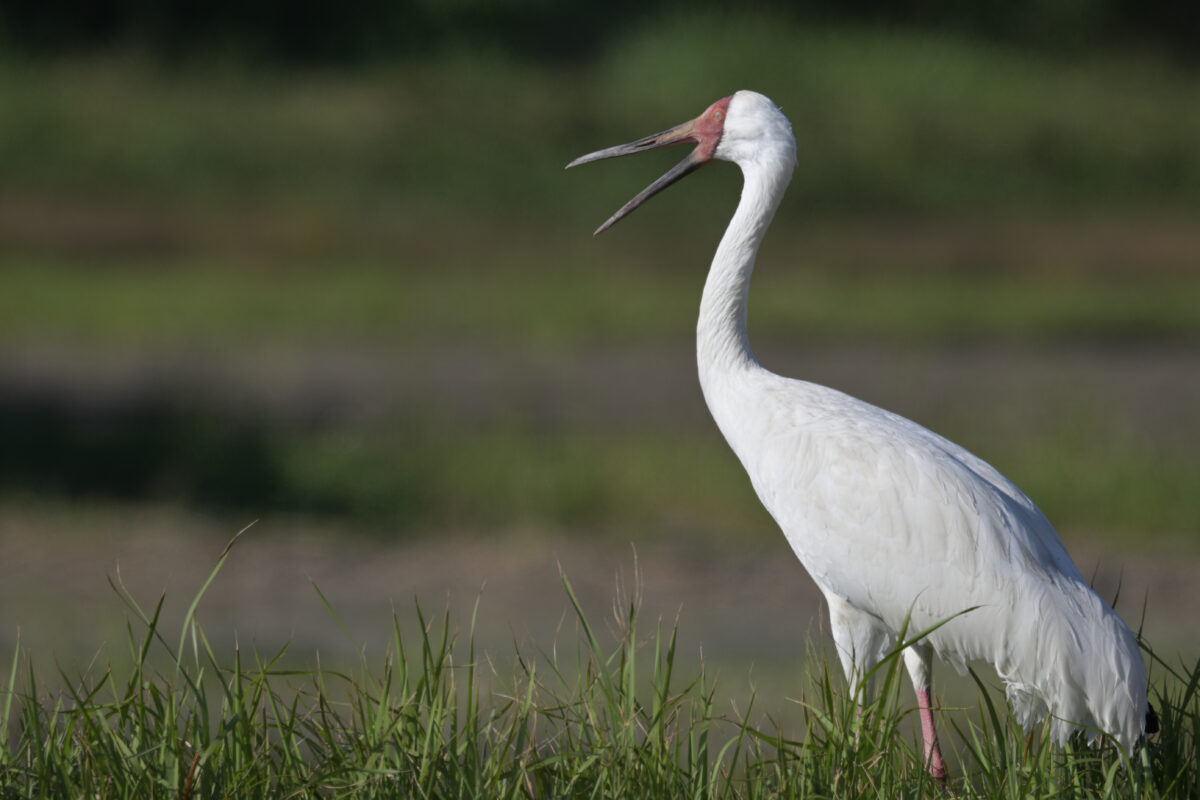 ソデグロヅル
西表島
ミダラの田んぼ