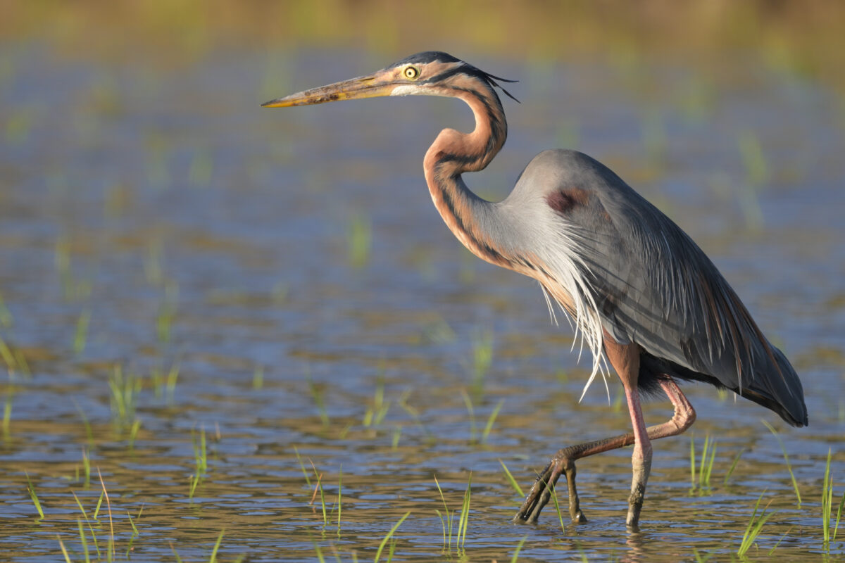 ムラサキサギ
美原の田んぼ
西表島
