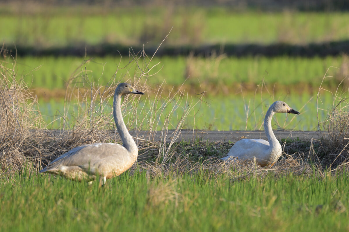 オオハクチョウ
オオハクチョウ幼鳥
コハクチョウ
コハクチョウ幼鳥
西表島
オオホラダ
