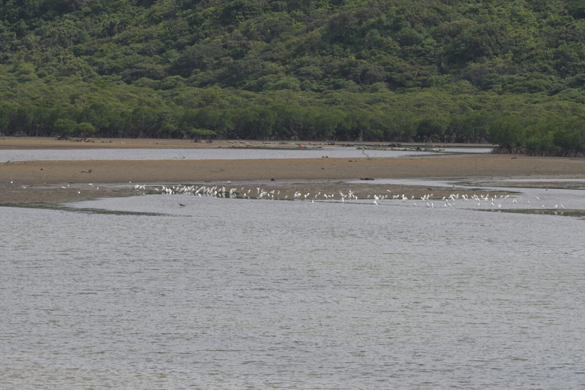 アマサギ
コサギ
チュウサギ
海中道路
西表島