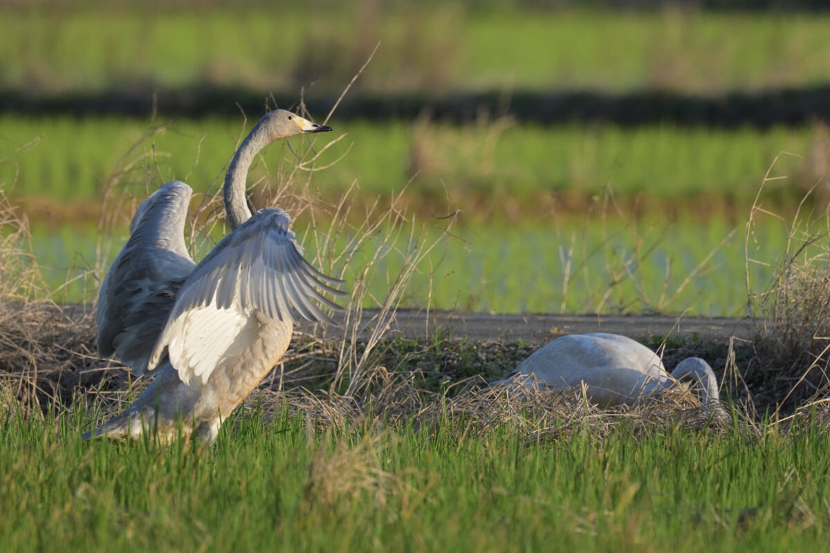 オオハクチョウ
オオハクチョウ幼鳥
コハクチョウ
コハクチョウ幼鳥
西表島
オオホラダ