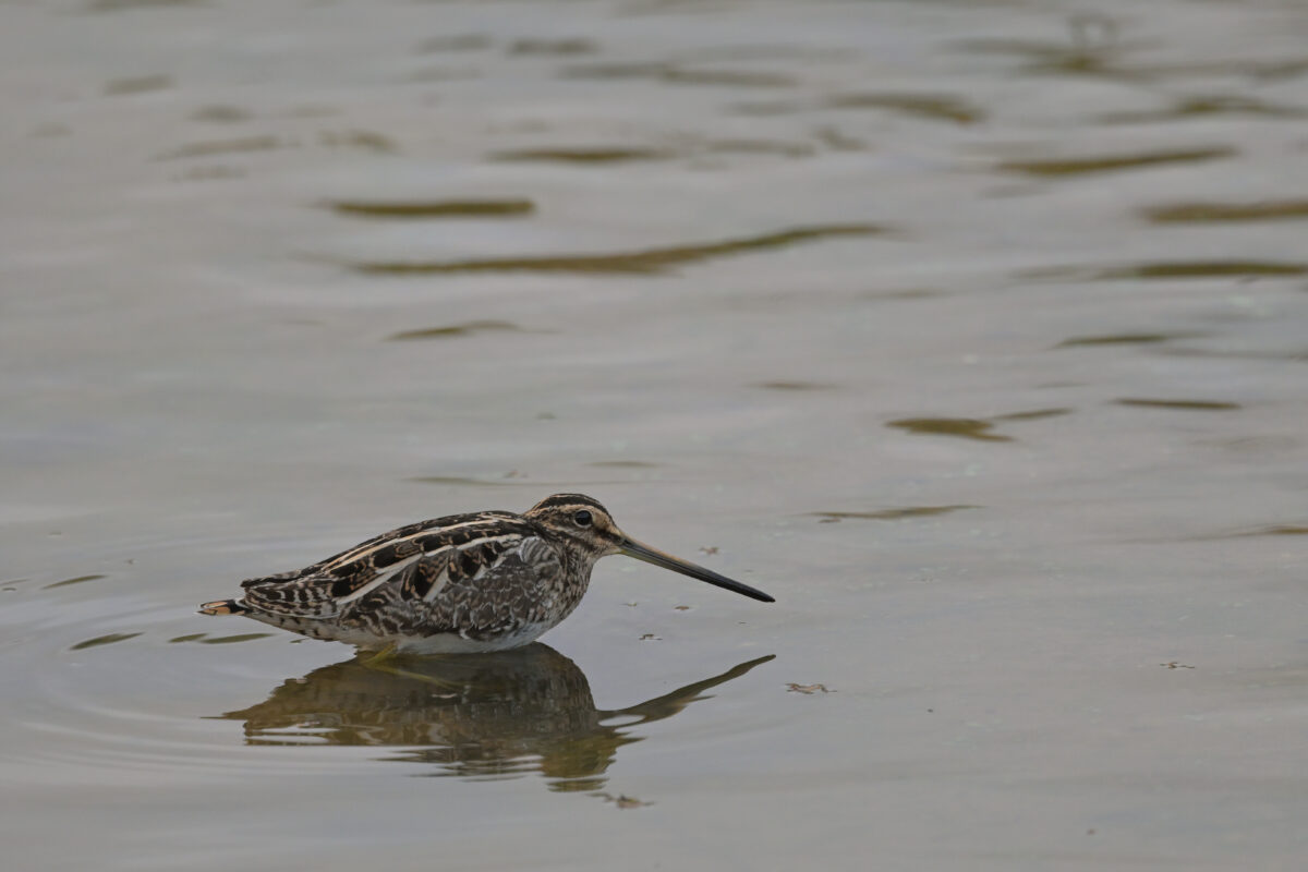 タシギ
佐久田
西表島
