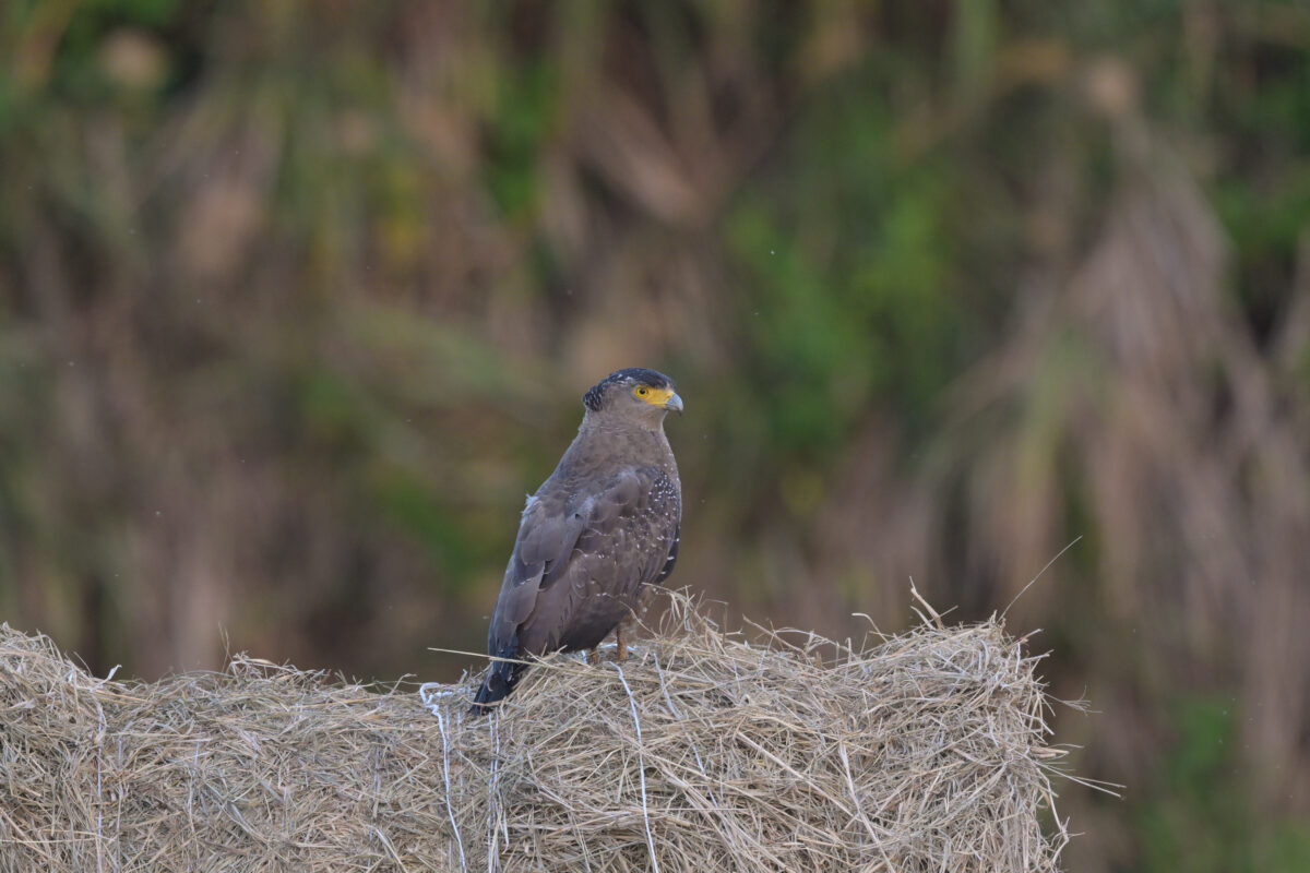 カンムリワシ
西表島
住吉牧場