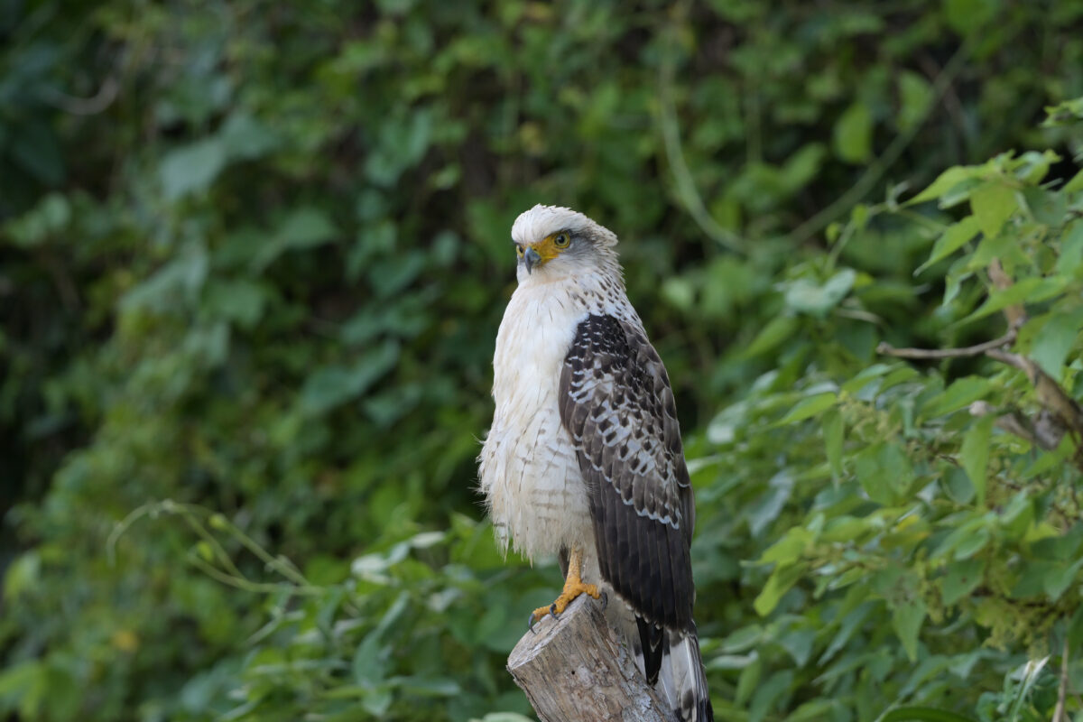 カンムリワシ幼鳥
カンムリワシ
西表島
オオホラダ