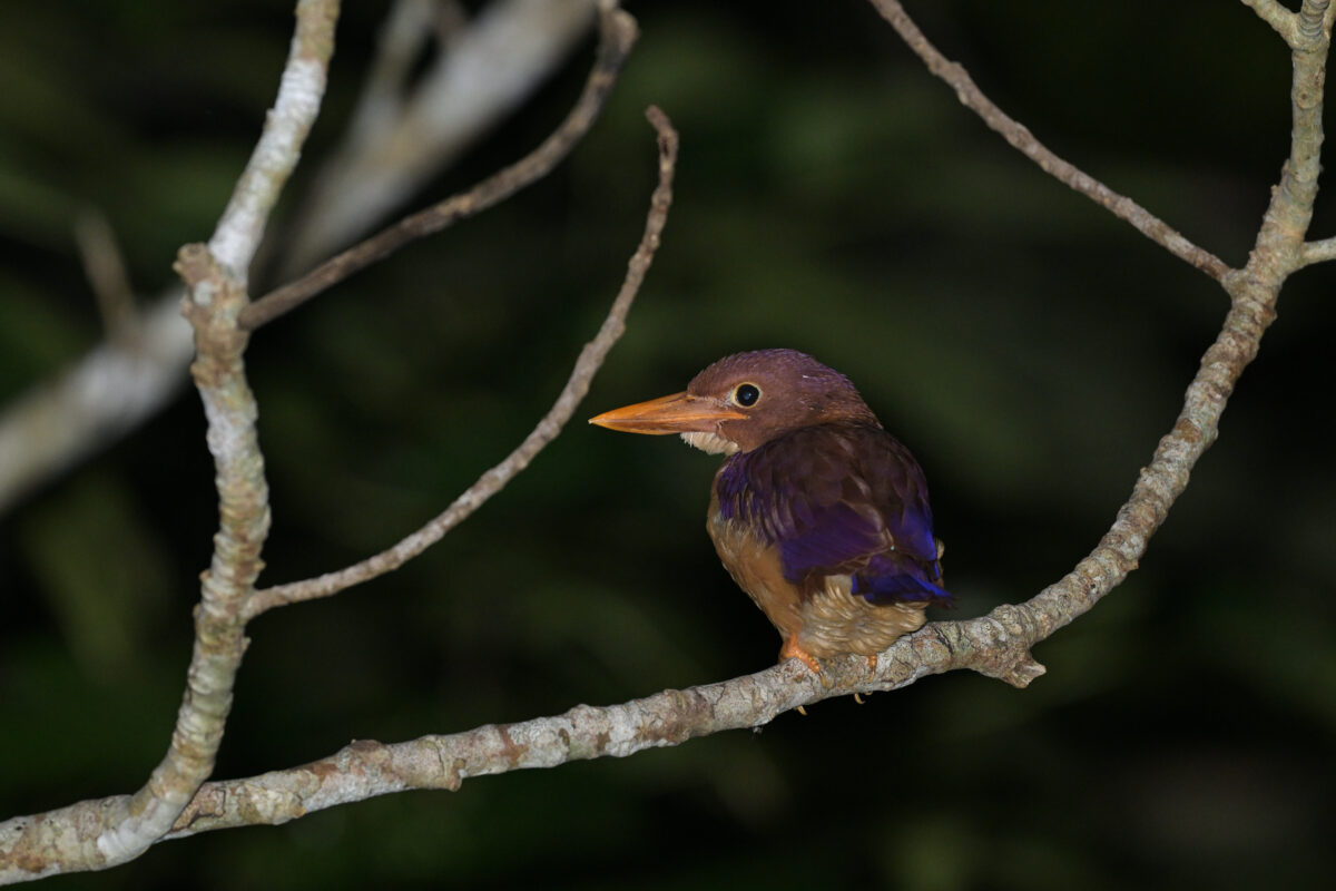 リュウキュウアカショウビン
リュウキュウアカショウビン雛
リュウキュウアカショウビン幼鳥
夜のリュウキュウアカショウビン幼鳥
夜のリュウキュウアカショウビン
西表島
白浜林道