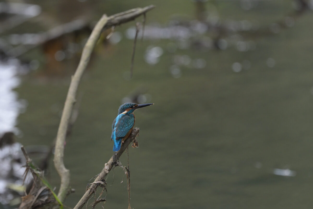 カワセミ
西表島
ミダラの田んぼ