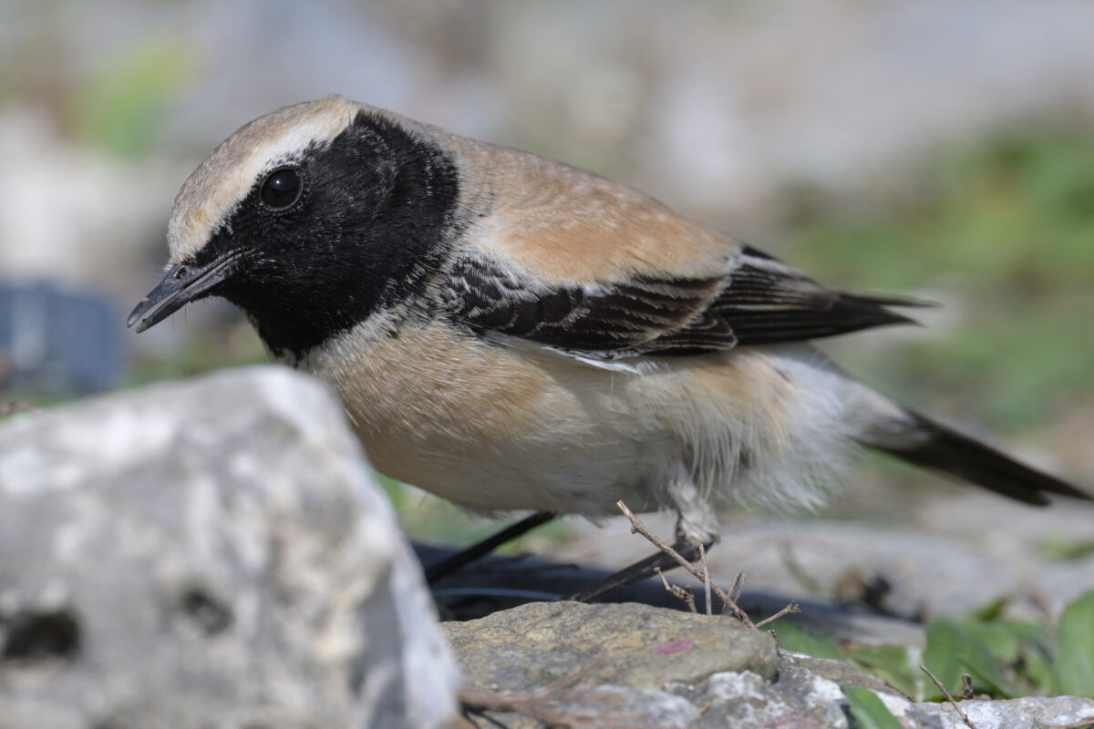 サバクヒタキ
西表島
祖納港