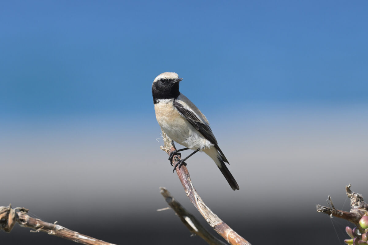 サバクヒタキ
西表島
祖納港