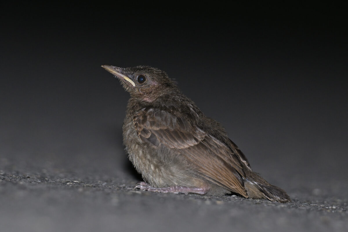 イソヒヨドリ
イソヒヨドリ雛
イソヒヨドリ幼鳥
西表島
県道沿い