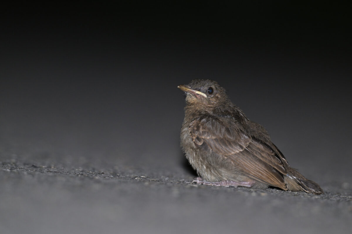イソヒヨドリ
イソヒヨドリ雛
イソヒヨドリ幼鳥
西表島
県道沿い