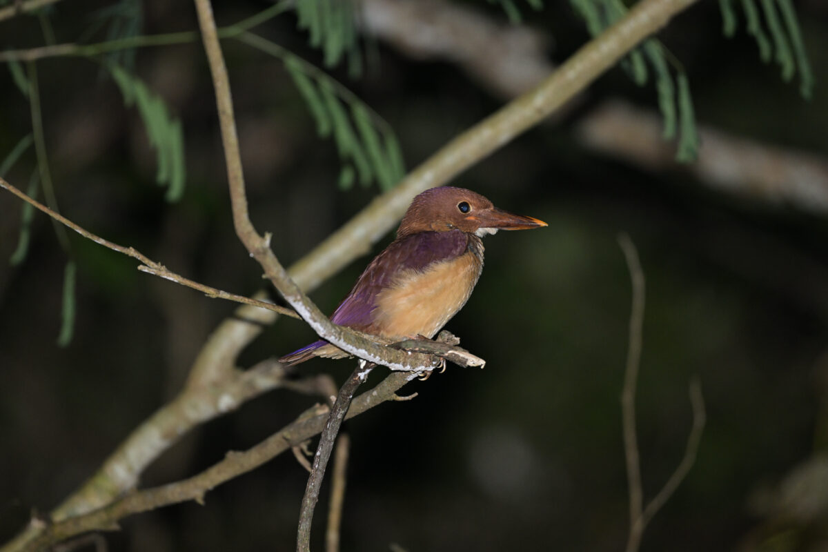 リュウキュウアカショウビン
リュウキュウアカショウビン雛
リュウキュウアカショウビン幼鳥
夜のリュウキュウアカショウビン幼鳥
夜のリュウキュウアカショウビン
西表島
白浜林道