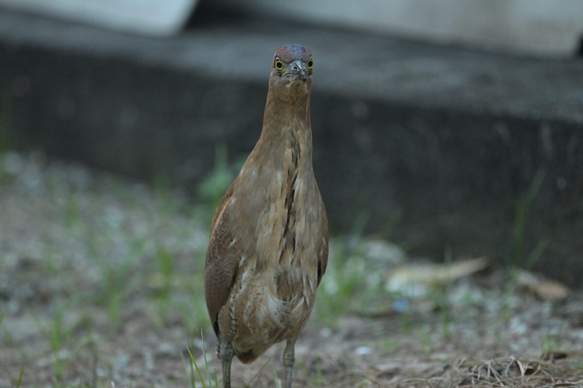ズグロミゾゴイ
西表島
星立集落