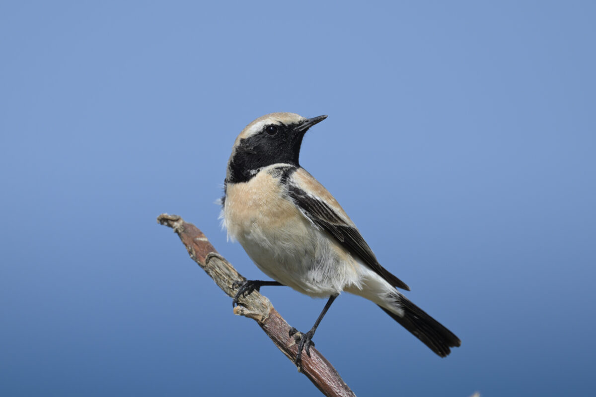 サバクヒタキ
祖納漁港
西表島