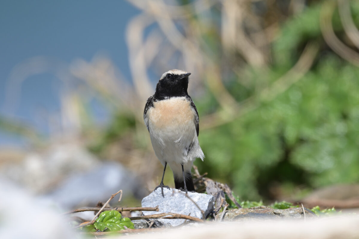 サバクヒタキ
祖納漁港
西表島