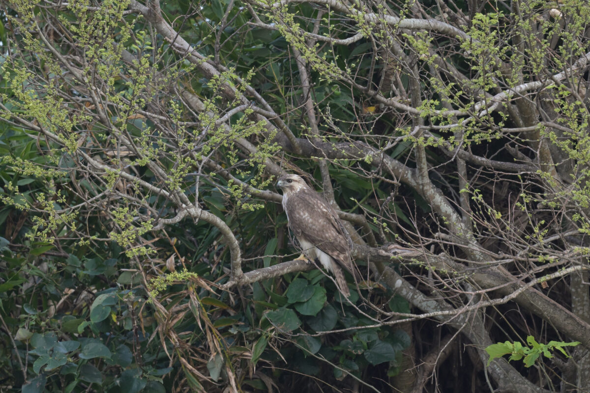 ノスリ
ノスリ若鳥
西表島
ミダラの田んぼ