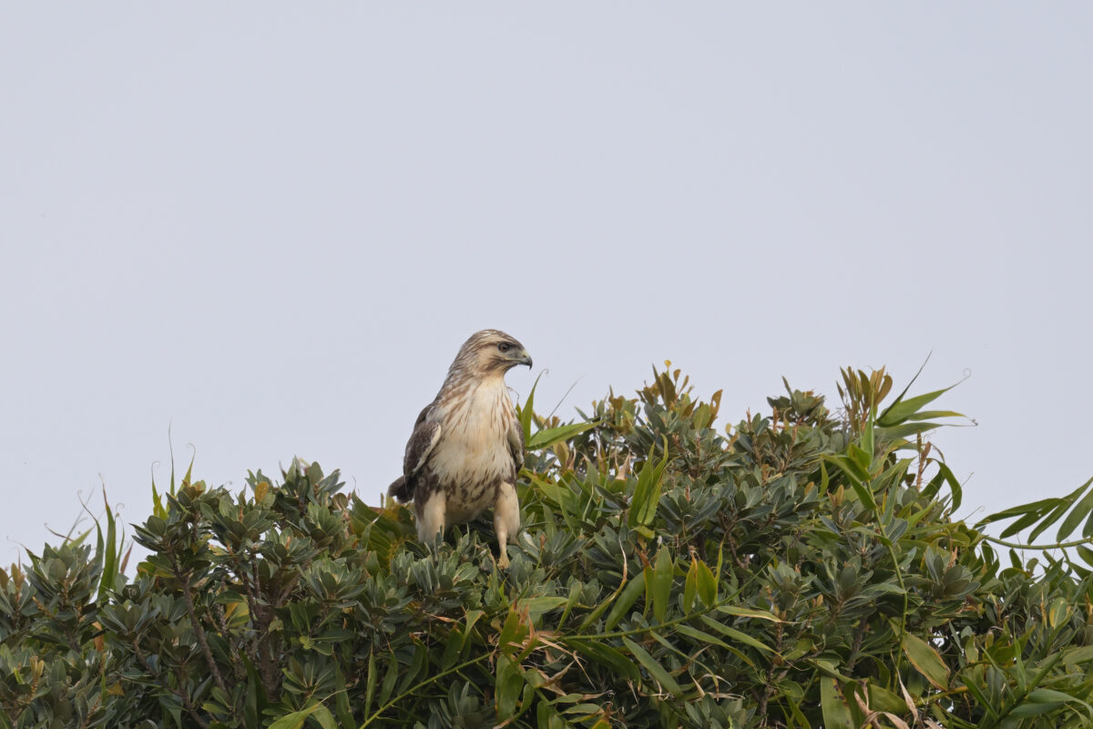 ノスリ
ノスリ若鳥
西表島
ミダラの田んぼ