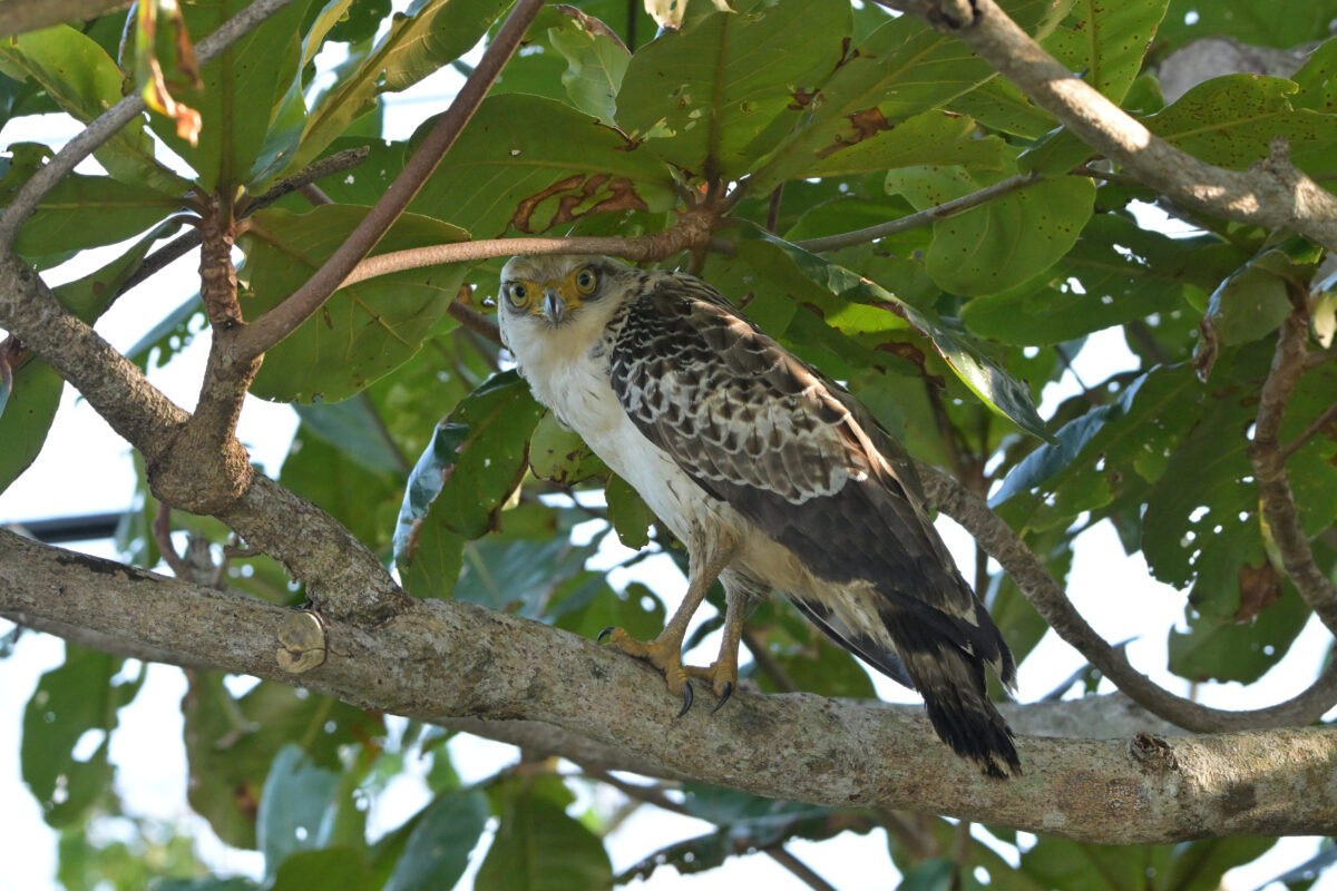 カンムリワシ幼鳥
西表島
大浜農園