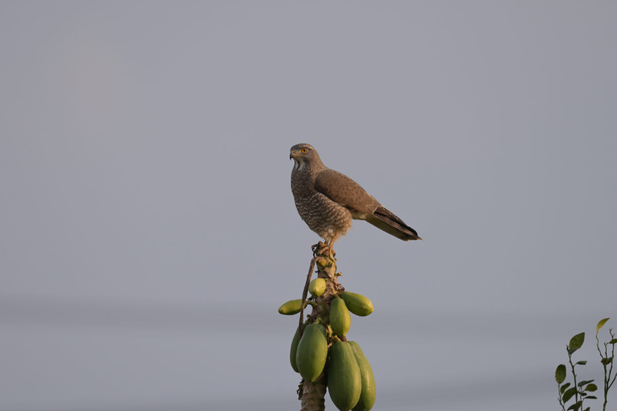 サシバ
西表島
ミダラの田んぼ
サシバ♂若鳥
サシバ雄若鳥
