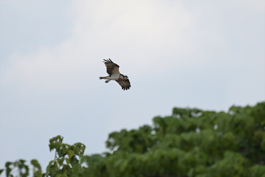 ミサゴ
西表島
住吉牧場