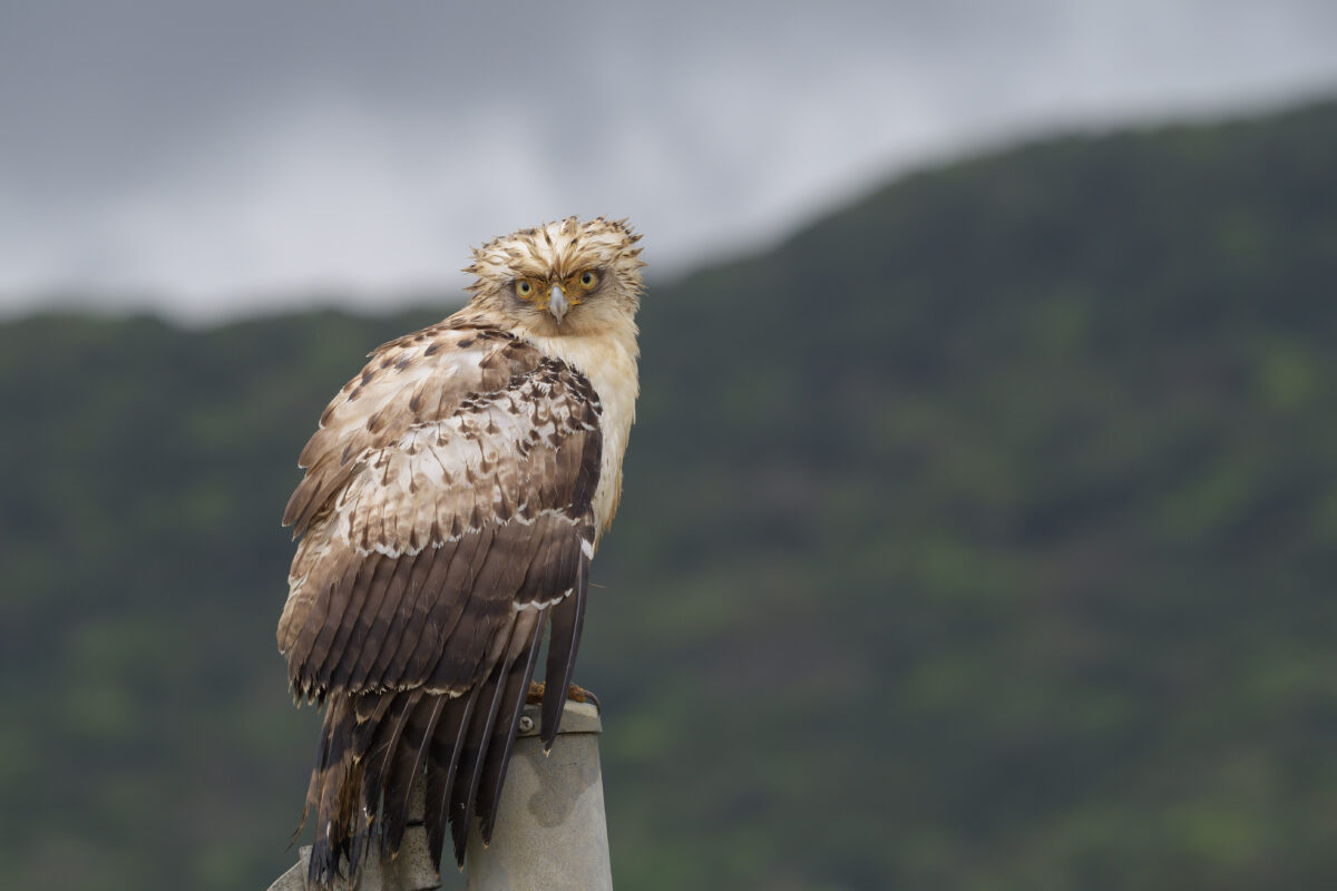 カンムリワシ幼鳥
カンムリワシ
西表島
美原の田んぼ