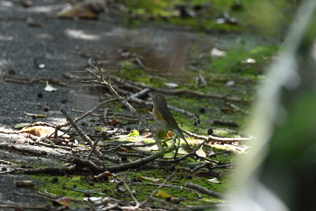 ルリビタキ
ルリビタキ♂第１回冬羽
ルリビタキ雄第１回冬羽
ルリビタキ若鳥
西表島
白浜林道