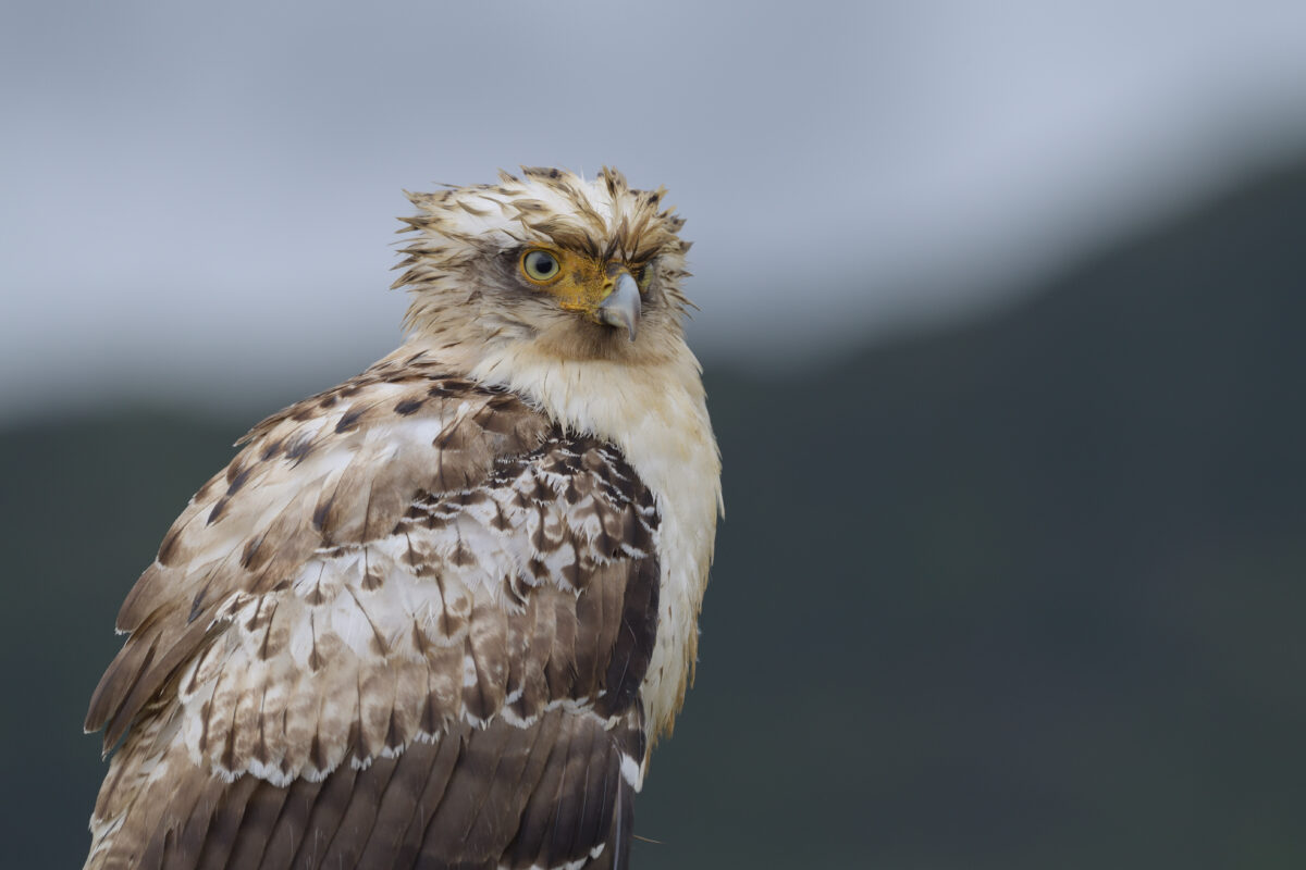 カンムリワシ幼鳥
カンムリワシ
西表島
美原の田んぼ